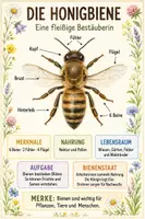 Vorschau - Poster - Lernplakate Biene Sachkunde Klasse 3-4 Grundschule - Seite 1