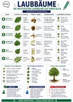 Vorschau - Poster - Naturkunde Spickzettel | Laub & Nadelbäume - Deckblatt