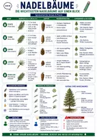 Vorschau - Poster - Naturkunde Spickzettel | Laub & Nadelbäume - Seite 1