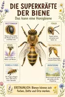 Vorschau - Poster - Lernplakate Biene Sachkunde Klasse 3-4 Grundschule - Seite 2