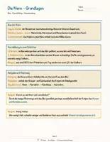 Vorschau - Arbeitsblätter - Die Niere – Prüfungstraining Biologie (Klasse 8) - Seite 3