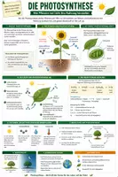 Vorschau - Merkblätter - Photosynthese - Spickzettel & Übersicht Biologie - Deckblatt