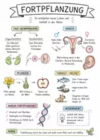 Vorschau - Arbeitsblätter - Lernposter + AB mit Fragen zum Thema "Fortpflanzung" + Lösungsblatt + Infografik - Seite 2