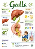 Vorschau - Arbeitsblätter - Lernplakat + AB mit Fragen zum Thema "Galle" + Lösungsblatt + Infografik - Deckblatt
