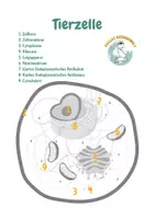 Vorschau - Arbeitsblätter - Tierzelle vs. Pflanzenzelle zum beschriften - Seite 1