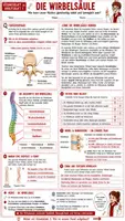Vorschau - Unterrichtsreihen - 🦴✋🦶 Wirbelsäule, Hand & Fuß 🩻🔬 | Unterrichtsmaterial Biologie(Bio) 🧬 | Arbeitsblätter ✏️ Lösungen ✅ Einstieg 💡 Ausstieg 💬 & Unterrichtsablauf 👩🏫 | Klasse 7–8 🎓 - Seite 3