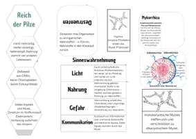 Vorschau - Arbeitsblätter - Lapbook zum Reich der Pilze 10 Klasse - Seite 3