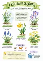 Vorschau - Arbeitsblätter - Lernplakat + AB mit Fragen zum Thema "Frühjahrsblüher" + Lösungsblatt + Infografik - Deckblatt