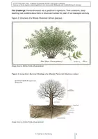 Vorschau - Unterrichtsreihen - Englisch für Gärtner: Plant Life Cycles (A2-B2) - Seite 3