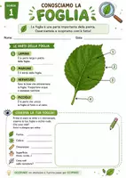 anteprima - Esercizi - 🌿🔬 LA FOGLIA: DAL PICCOLO AL PICCOLISSIMO - Pagina 1