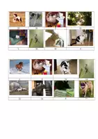 anteprima - Flashcard - Crazy animals bingo - Pagina 3