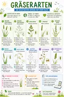 Vorschau - Poster - Spickzettel Biologie | Gräserarten - Deckblatt