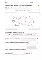 Vorschau - Arbeitsblätter - Arbeitsblatt: Das Meerschweinchen - Seite 1