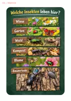 Vorschau - Arbeitsblätter - Insekten - So unterschiedlich leben Insekten – 3-fach differenziert ; Steckbriefe mit Lösungen | Sachunterricht Grundschule Klasse 3-4 - Seite 1