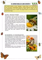 Vorschau - Arbeitsblätter - Insekten - So unterschiedlich leben Insekten – 3-fach differenziert ; Steckbriefe mit Lösungen | Sachunterricht Grundschule Klasse 3-4 - Seite 3