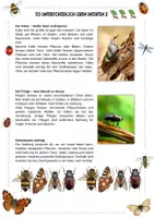 Vorschau - Arbeitsblätter - Insekten - So unterschiedlich leben Insekten – 3-fach differenziert ; Steckbriefe mit Lösungen | Sachunterricht Grundschule Klasse 3-4 - Deckblatt