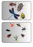 Vorschau - Arbeitsblätter - Insekten - Tafelkarten mit Bildern Sachkunde Grundschule - Deckblatt