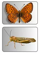 Vorschau - Arbeitsblätter - Insekten - Tafelkarten mit Bildern Sachkunde Grundschule - Seite 2