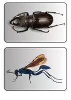 Vorschau - Arbeitsblätter - Insekten - Tafelkarten mit Bildern Sachkunde Grundschule - Seite 3