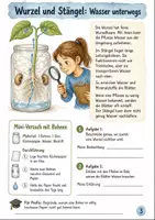 Vorschau - Stundenentwürfe - Biologie Klasse 5 Materialpaket - Seite 2