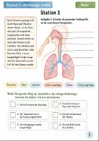 Vorschau - Arbeitsblätter - Atmung und Blutkreislauf entdecken – Stationenlernen Biologie Klasse 5-6 - Seite 2