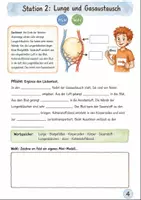 Vorschau - Arbeitsblätter - Atmung und Blutkreislauf entdecken – Stationenlernen Biologie Klasse 5-6 - Seite 3