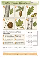 Vorschau - Arbeitsblätter - Lebensraum Wald: Stationenlernen Biologie Klasse 5-6 - Seite 3