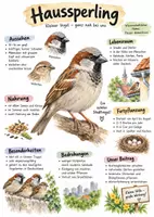 Vorschau - Arbeitsblätter - Lernplakat + Arbeitsblätter zum Thema "Haussperling" + Lösung & MP3 + Infografik - Deckblatt