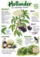 Vorschau - Arbeitsblätter - Lernplakat + AB mit Fragen zum Thema "Holunder" + Lösungsblatt + Mindmap + Infografik - Deckblatt