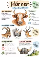 Vorschau - Arbeitsblätter - Lernplakat + AB mit Fragen zum Thema "Horn" + Lösungsblatt + Infografik - Deckblatt