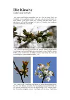 Vorschau - Mal- und Bastelvorlagen - Die Kirsche - Von der Knospe zur Frucht - Fotos, Zeichnungen, Ausmalvorlagen - Seite 1