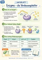 Vorschau - Stundenentwürfe - Enzyme & Verdauung: Amylase, Pepsin, Lipase – Selbstlernheft mit 3 Niveaus + Lösungen - Seite 2