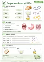 Vorschau - Stundenentwürfe - Enzyme & Verdauung: Amylase, Pepsin, Lipase – Selbstlernheft mit 3 Niveaus + Lösungen - Seite 3
