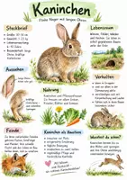 Vorschau - Arbeitsblätter - Lernposter + AB mit Fragen zum Thema "Kaninchen" + Lösungsblatt + Infografik - Deckblatt