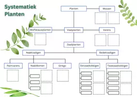 Voorbeeld - Systematiek - Planten - Informatie voor leerkrachten - Pagina 3