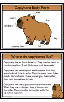 Vorschau - Mal- und Bastelvorlagen - Capybara Lapbook & Info Cards - Seite 2