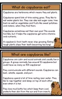 Vorschau - Mal- und Bastelvorlagen - Capybara Lapbook & Info Cards - Seite 3