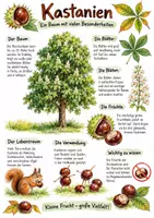 Vorschau - Arbeitsblätter - Lernplakat + AB mit Fragen zum Thema "Kastanien" + Lösungsblatt + Infografik - Deckblatt