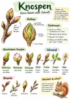 Vorschau - Arbeitsblätter - Lernplakat + AB mit Fragen zum Thema "Knospen" + Lösungsblatt + Infografik - Deckblatt