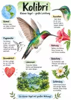 Vorschau - Arbeitsblätter - Lernplakat + AB mit Fragen zum Thema "Kolibri" + Lösungsblatt + Infografik - Deckblatt