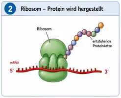 Vorschau - Bildkarten - Proteinbiosynthese: Herstellung von Proteinen - Seite 1