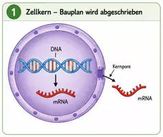 Vorschau - Bildkarten - Proteinbiosynthese: Herstellung von Proteinen - Deckblatt