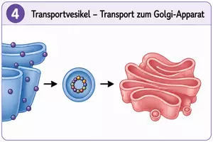 Vorschau - Bildkarten - Proteinbiosynthese: Herstellung von Proteinen - Seite 3