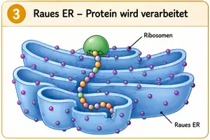 Vorschau - Bildkarten - Proteinbiosynthese: Herstellung von Proteinen - Seite 2