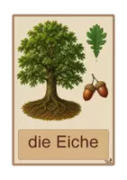 Vorschau - Bildkarten - Laubbäume - Bildkarten, 4-fach differenziert - Seite 1