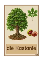 Vorschau - Bildkarten - Laubbäume - Bildkarten, 4-fach differenziert - Seite 2