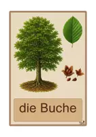 Vorschau - Bildkarten - Laubbäume - Bildkarten, 4-fach differenziert - Seite 3