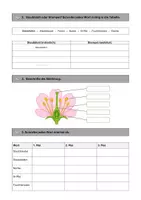 Vorschau - Arbeitsblätter - Blüte - Staubblatt und Stempel - Seite 2