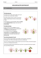 Vorschau - Arbeitsblätter - Von der Blüte zur Frucht - Seite 1