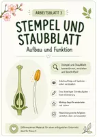 Vorschau - Arbeitsblätter - Blüte - Staubblatt und Stempel - Deckblatt